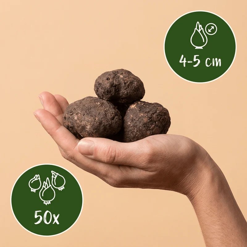Winterling – Eranthis cilicica online kaufen | 50 bis 200 Knollen, goldgelb & sehr früh – Wurzelwerk Design