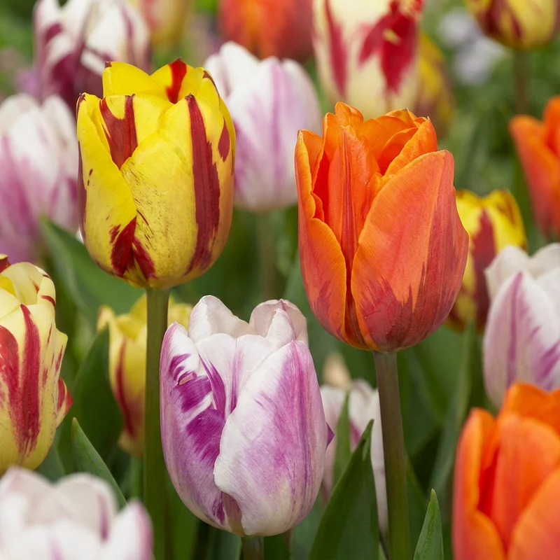 Tulpen-Mischung Flaming Beauty – Tulipa online kaufen | 30 bis 120 Blumenzwiebeln, geflammt & kontrastreich – Wurzelwerk Design