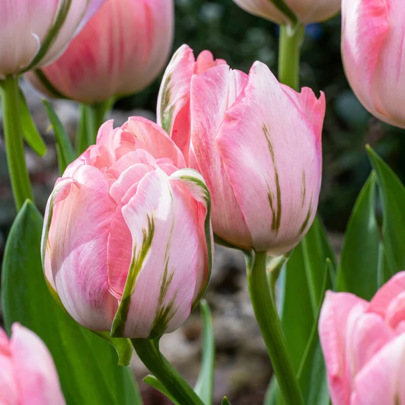 Gefüllte Tulpe Rosa – Tulipa Double Pink online kaufen | 24 bis 96 Blumenzwiebeln, gefüllt & päonienartig – Wurzelwerk Design