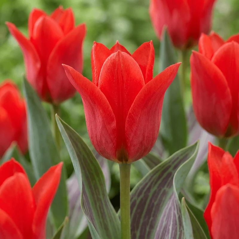 Greigii-Tulpe Rot – Tulipa greigii online kaufen | 30 bis 120 Blumenzwiebeln, niedrig & verwildernd – Wurzelwerk Design