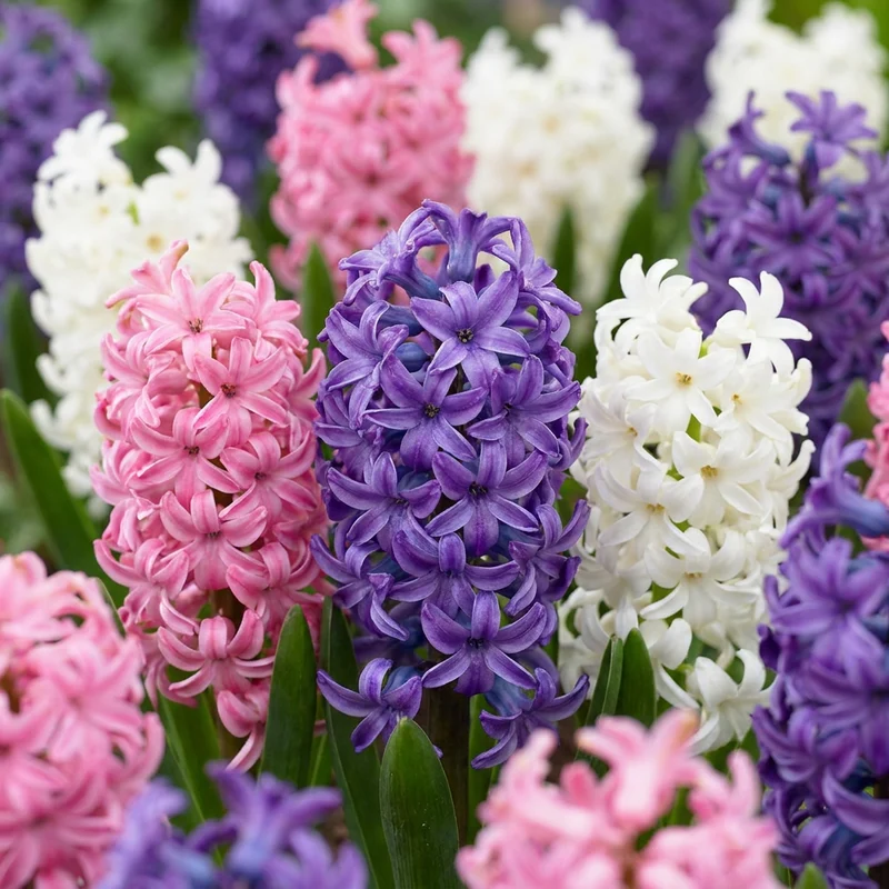 Hyazinthen-Mischung Pastell – Hyacinthus orientalis online kaufen | 20 bis 80 Blumenzwiebeln, zarte Töne & duftend – Wurzelwerk Design