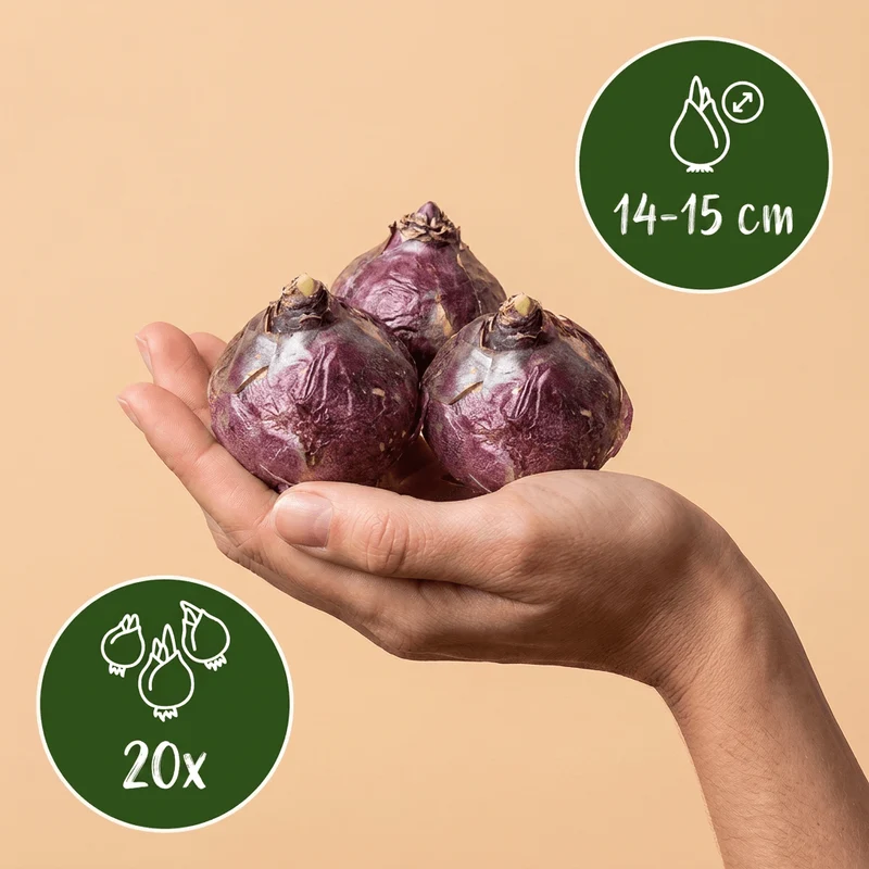 Hyazinthen-Mischung Pastell – Hyacinthus orientalis online kaufen | 20 bis 80 Blumenzwiebeln, zarte Töne & duftend – Wurzelwerk Design