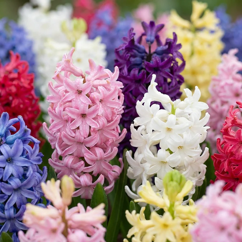 Hyazinthen-Mischung – Hyacinthus orientalis online kaufen | 20 bis 80 Blumenzwiebeln, bunt & intensiv duftend – Wurzelwerk Design