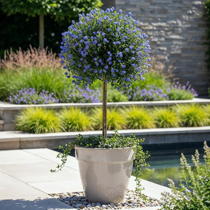 Säckelblume Victoria Stämmchen – Ceanothus impressus online kaufen | Blaue Blüte, Immergrün & Bienenfreundlich – Wurzelwerk Design