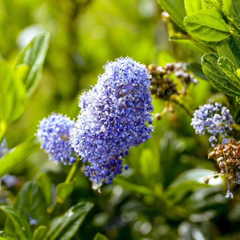 Säckelblume Victoria Stämmchen – Ceanothus impressus online kaufen | Blaue Blüte, Immergrün & Bienenfreundlich – Wurzelwerk Design