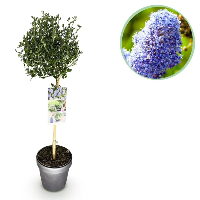 Säckelblume Victoria Stämmchen – Ceanothus impressus online kaufen | Blaue Blüte, Immergrün & Bienenfreundlich – Wurzelwerk Design