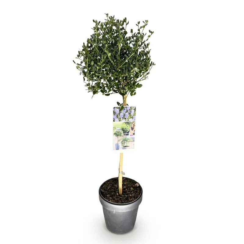 Säckelblume Victoria Stämmchen – Ceanothus impressus online kaufen | Blaue Blüte, Immergrün & Bienenfreundlich – Wurzelwerk Design