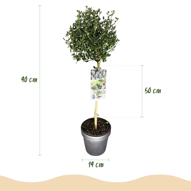 Säckelblume Victoria Stämmchen – Ceanothus impressus online kaufen | Blaue Blüte, Immergrün & Bienenfreundlich – Wurzelwerk Design
