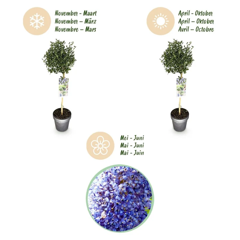Säckelblume Victoria Stämmchen – Ceanothus impressus online kaufen | Blaue Blüte, Immergrün & Bienenfreundlich – Wurzelwerk Design