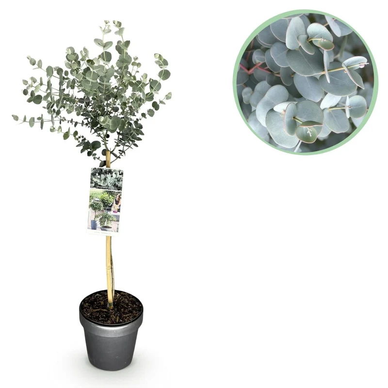 Eukalyptus Azura Stämmchen – Eucalyptus gunnii online kaufen | Silberlaub, Duftend & Winterhart – Wurzelwerk Design