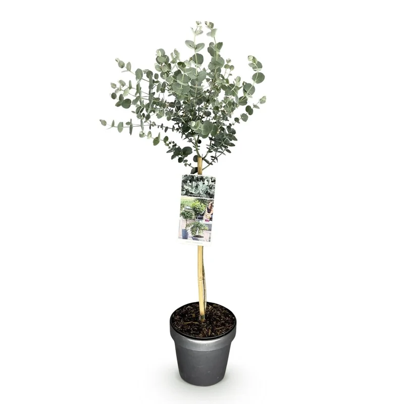 Eukalyptus Azura Stämmchen – Eucalyptus gunnii online kaufen | Silberlaub, Duftend & Winterhart – Wurzelwerk Design