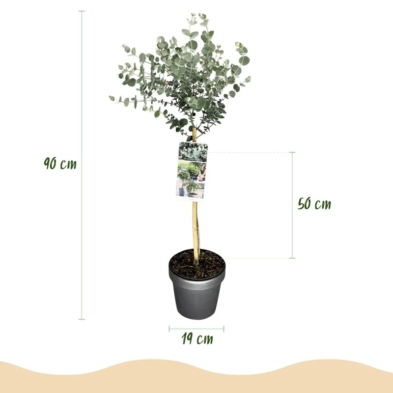 Eukalyptus Azura Stämmchen – Eucalyptus gunnii online kaufen | Silberlaub, Duftend & Winterhart – Wurzelwerk Design