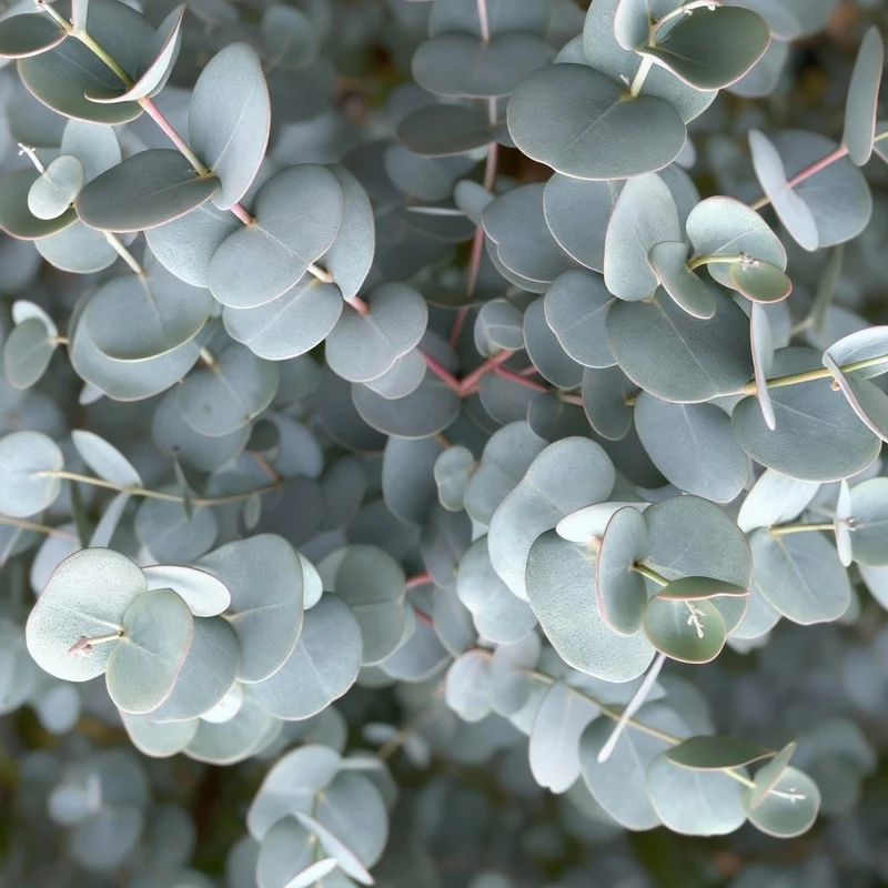 Eukalyptus Azura Stämmchen – Eucalyptus gunnii online kaufen | Silberlaub, Duftend & Winterhart – Wurzelwerk Design