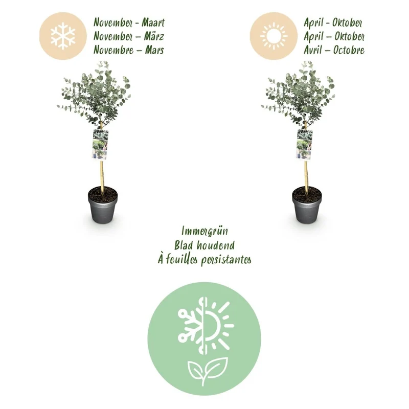 Eukalyptus Azura Stämmchen – Eucalyptus gunnii online kaufen | Silberlaub, Duftend & Winterhart – Wurzelwerk Design