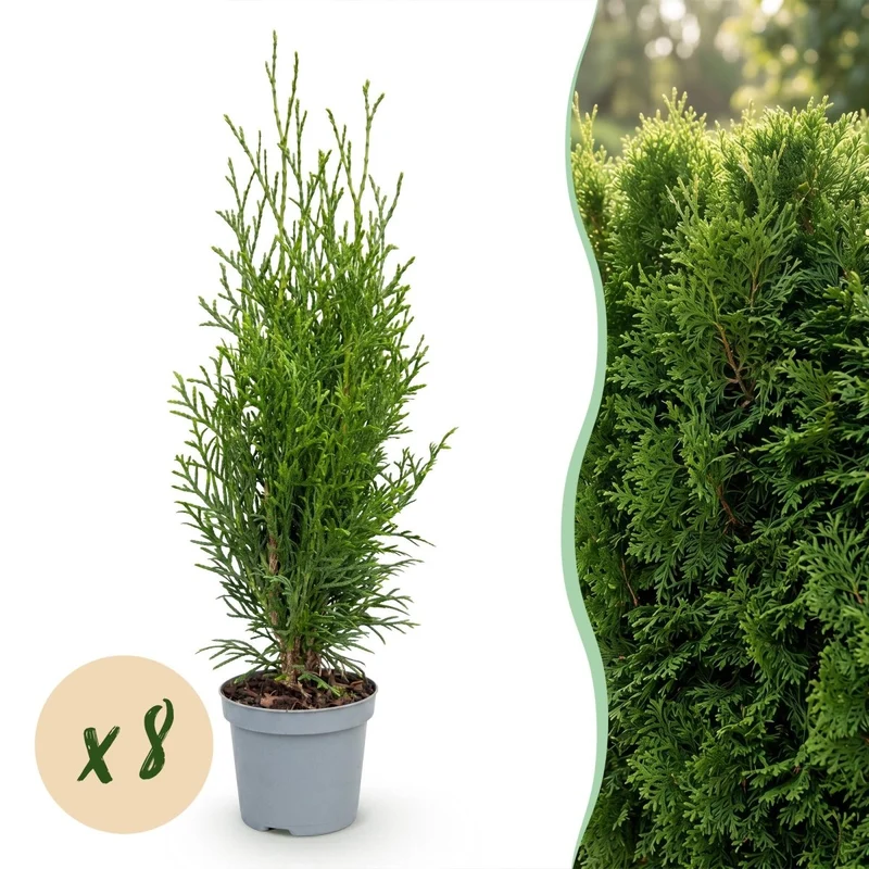 Lebensbaum Smaragd Jungpflanzen – Thuja occidentalis online kaufen | 8er-Set, immergrün & winterhart – Wurzelwerk Design