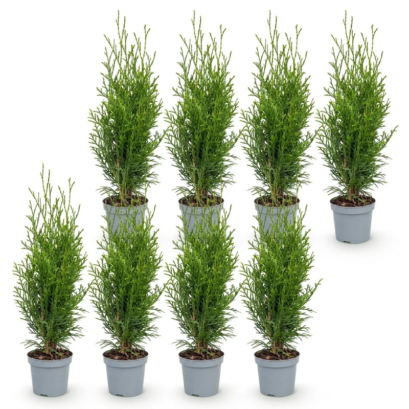 Lebensbaum Smaragd Jungpflanzen – Thuja occidentalis online kaufen | 8er-Set, immergrün & winterhart – Wurzelwerk Design