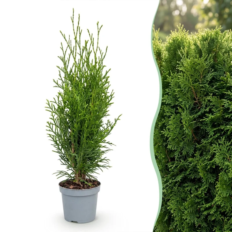 Lebensbaum Smaragd Jungpflanzen – Thuja occidentalis online kaufen | 8er-Set, immergrün & winterhart – Wurzelwerk Design