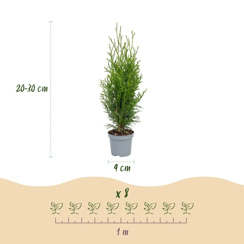 Lebensbaum Smaragd Jungpflanzen – Thuja occidentalis online kaufen | 8er-Set, immergrün & winterhart – Wurzelwerk Design