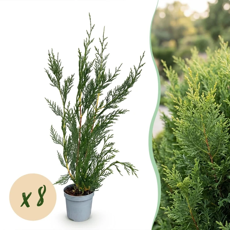 Leyland-Zypresse Jungpflanzen – Cupressocyparis leylandii online kaufen | 8er-Set, immergrün & sehr schnellwachsend – Wurzelwerk Design