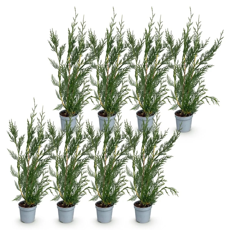 Leyland-Zypresse Jungpflanzen – Cupressocyparis leylandii online kaufen | 8er-Set, immergrün & sehr schnellwachsend – Wurzelwerk Design