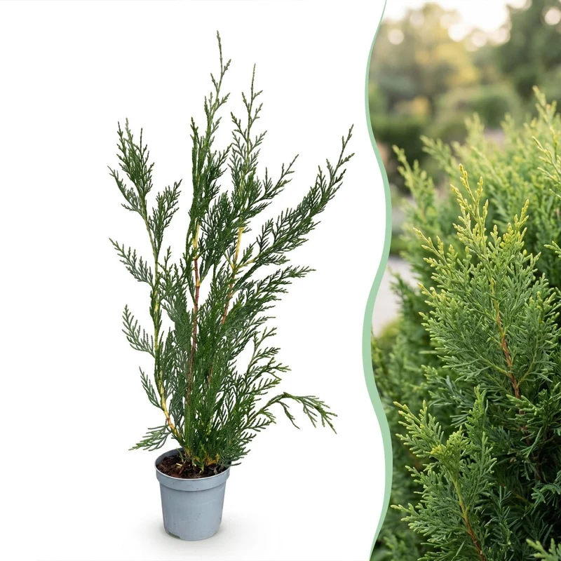 Leyland-Zypresse Jungpflanzen – Cupressocyparis leylandii online kaufen | 8er-Set, immergrün & sehr schnellwachsend – Wurzelwerk Design
