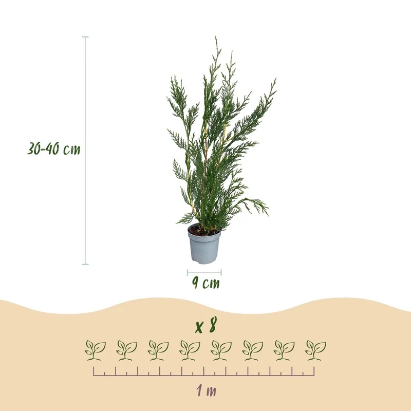 Leyland-Zypresse Jungpflanzen – Cupressocyparis leylandii online kaufen | 8er-Set, immergrün & sehr schnellwachsend – Wurzelwerk Design