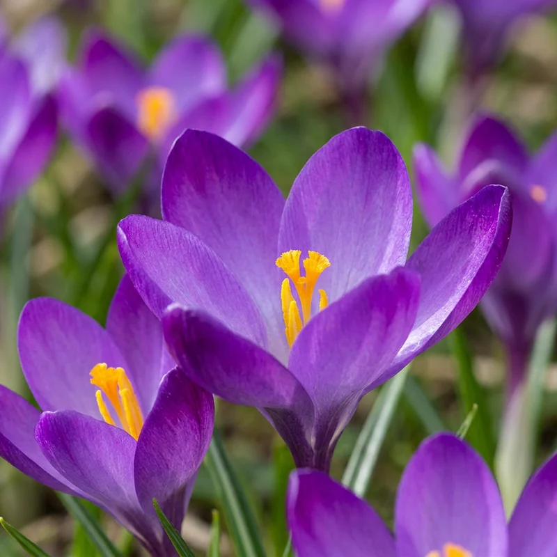Krokus Ruby Giant – Crocus tommasinianus online kaufen | 100 bis 400 Blumenzwiebeln, purpurviolett & verwildernd – Wurzelwerk Design
