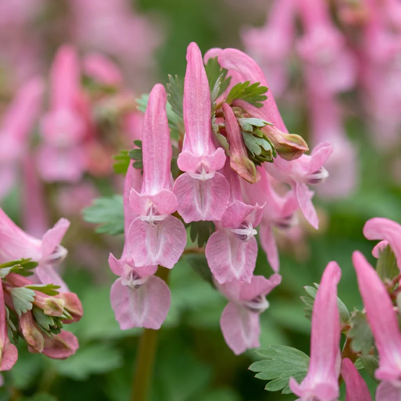 Lerchensporn Beth Evans – Corydalis solida online kaufen | 40 bis 160 Knollen, rosa & schattenverträglich – Wurzelwerk Design