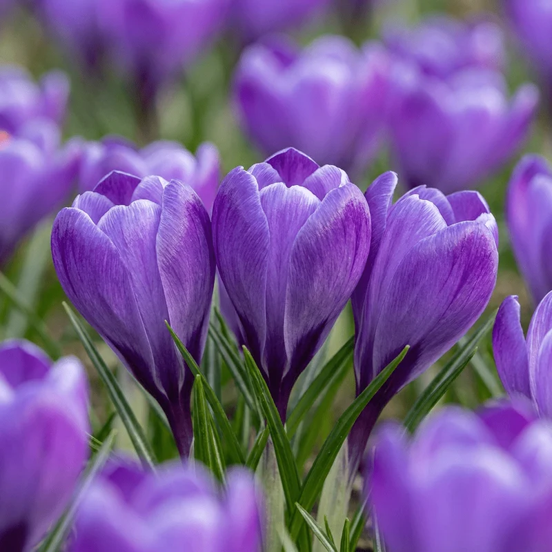 Krokus Blau – Crocus online kaufen | 60 bis 240 Blumenzwiebeln, großblütig & verwildernd – Wurzelwerk Design