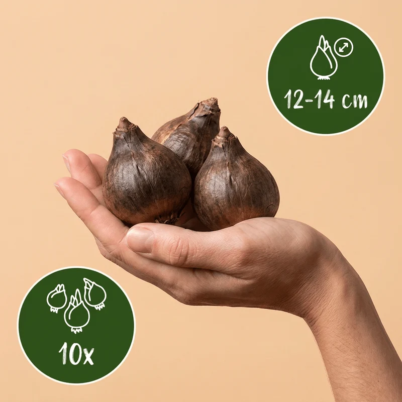 Prärielilie Mischung – Camassia leichtlinii online kaufen | 10 bis 40 Blumenzwiebeln, blau-weiß & hoch – Wurzelwerk Design