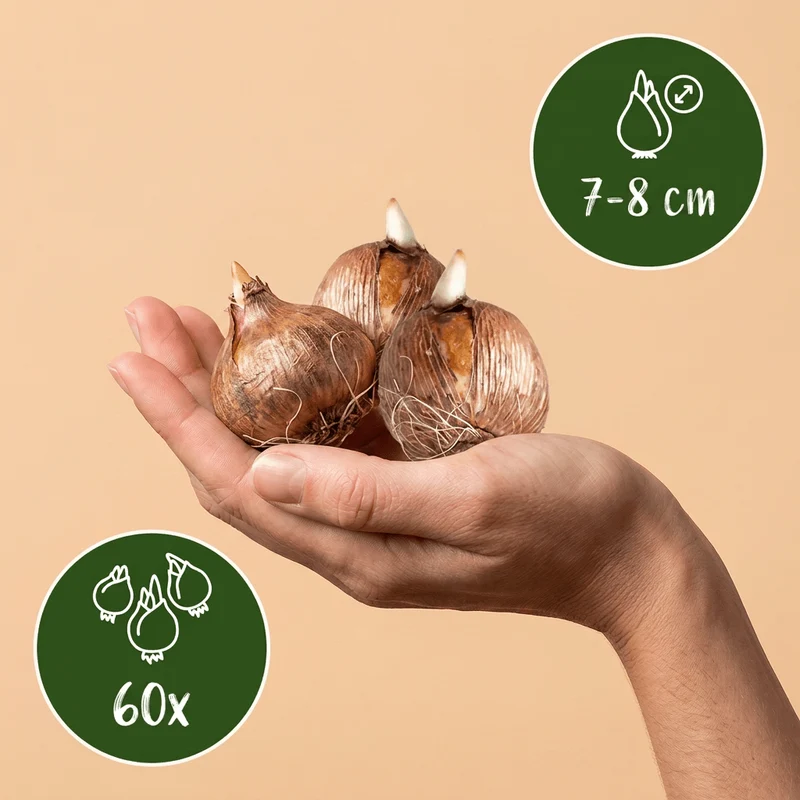 Großblütiger Krokus Mischung – Crocus online kaufen | 60 bis 240 Blumenzwiebeln, kräftige Farben – Wurzelwerk Design