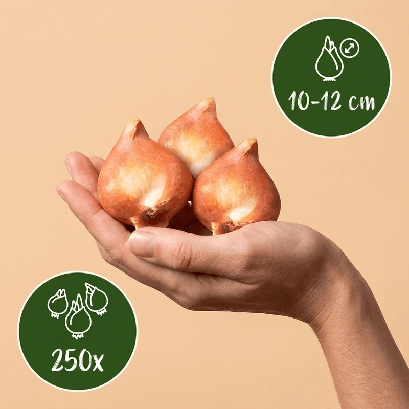 Blumenzwiebel-Großpackung Holland – online kaufen | 250 bis 1000 Zwiebeln für große Flächen – Wurzelwerk Design