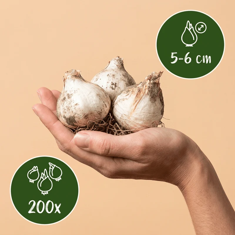 Kugelköpfiger Lauch – Allium sphaerocephalon online kaufen | 200 bis 800 Blumenzwiebeln, Bienenmagnet – Wurzelwerk Design