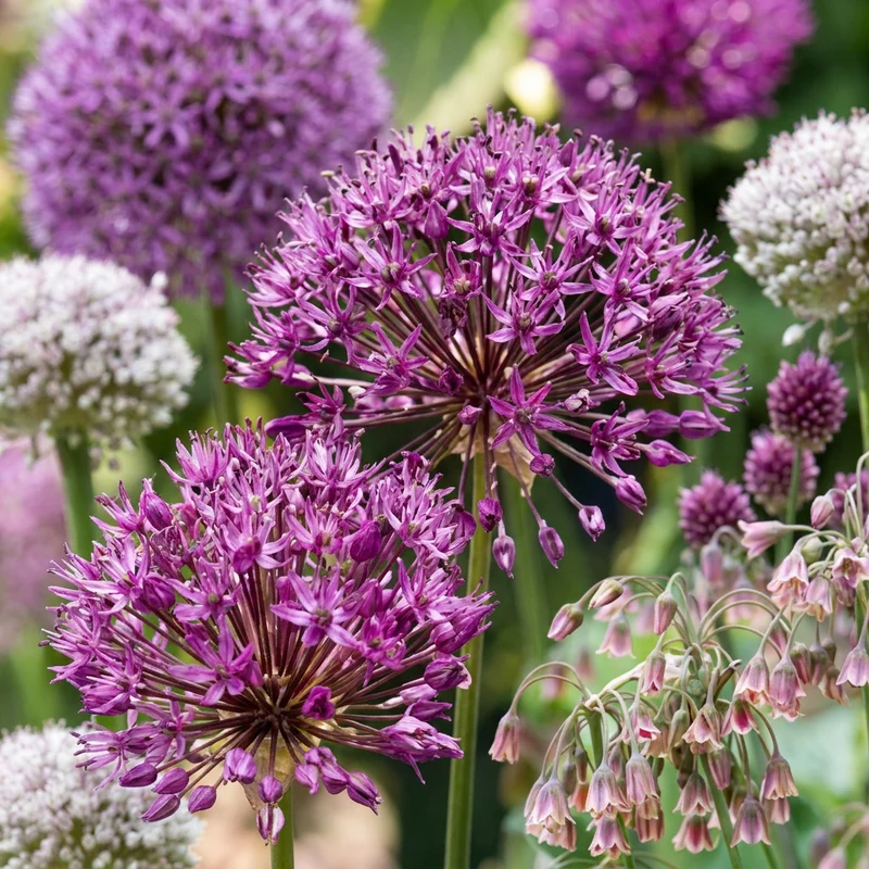 Zierlauch-Mischung für große Flächen – Allium online kaufen | 160 bis 640 Blumenzwiebeln – Wurzelwerk Design