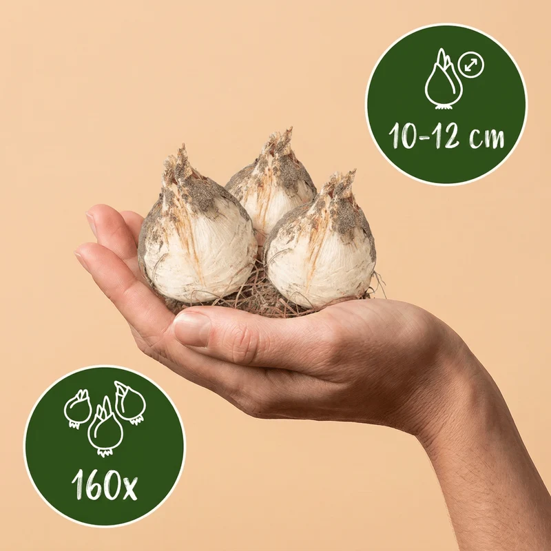 Zierlauch-Mischung für große Flächen – Allium online kaufen | 160 bis 640 Blumenzwiebeln – Wurzelwerk Design