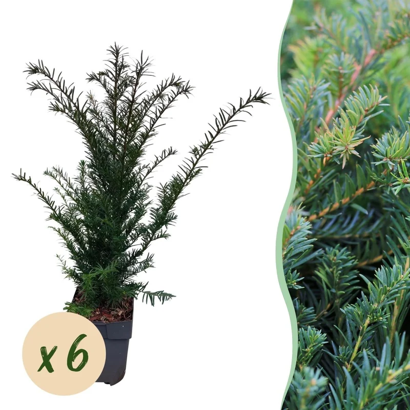 Eibe – Taxus baccata online kaufen | 6 Pflanzen für 1 m Hecke, immergrün & extrem schnittfest – Wurzelwerk Design