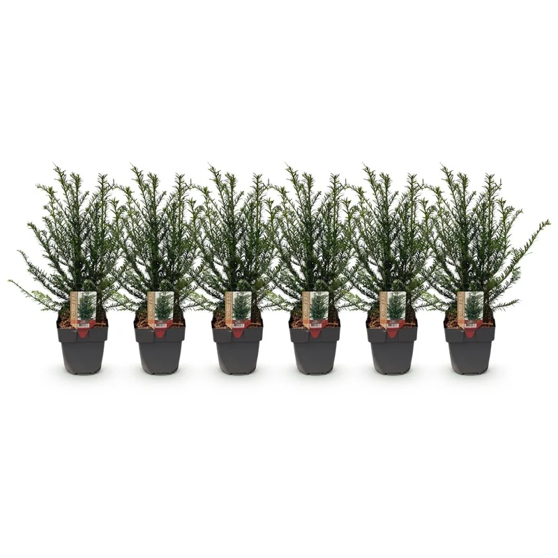 Eibe – Taxus baccata online kaufen | 6 Pflanzen für 1 m Hecke, immergrün & extrem schnittfest – Wurzelwerk Design