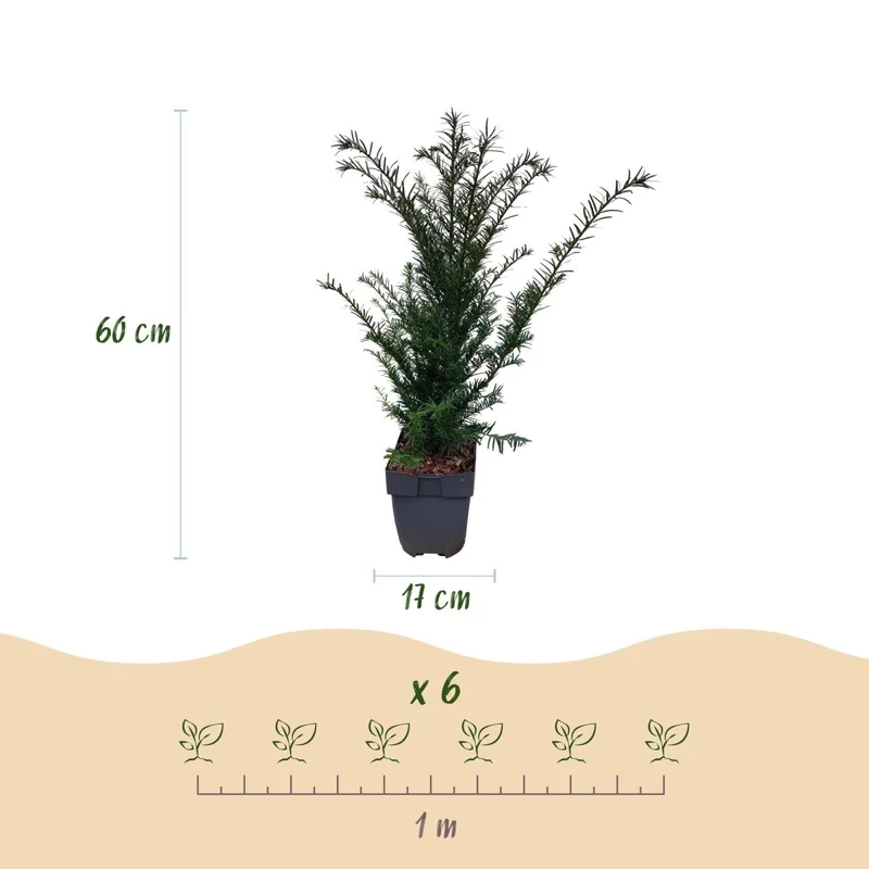 Eibe – Taxus baccata online kaufen | 6 Pflanzen für 1 m Hecke, immergrün & extrem schnittfest – Wurzelwerk Design