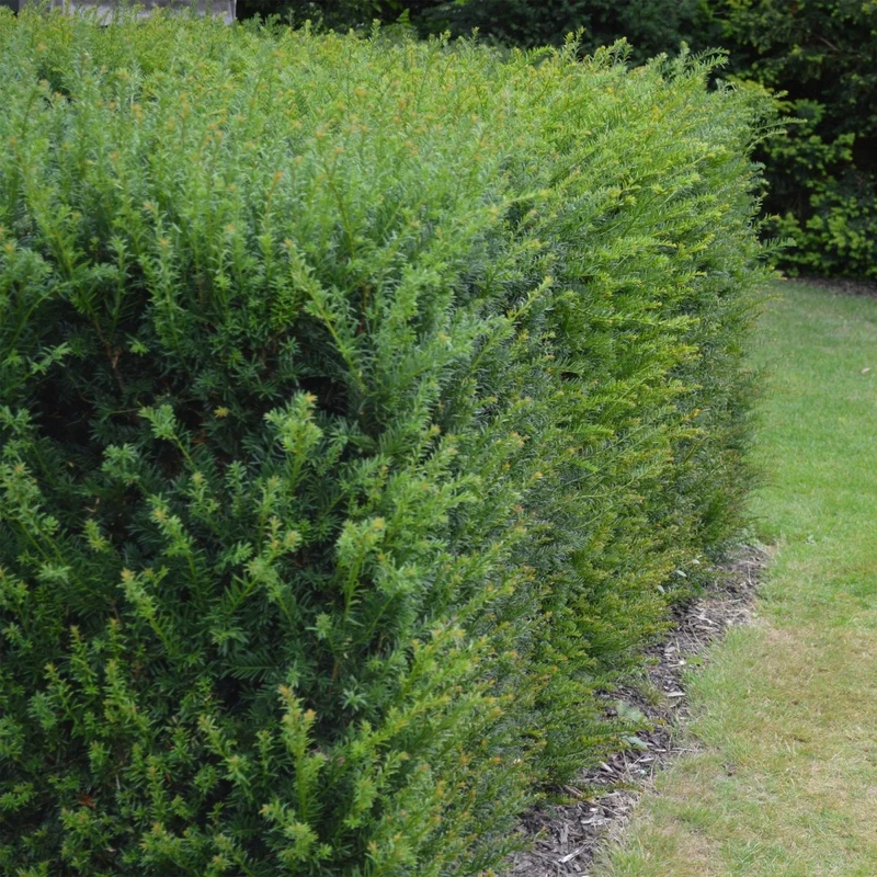Eibe – Taxus baccata online kaufen | 6 Pflanzen für 1 m Hecke, immergrün & extrem schnittfest – Wurzelwerk Design