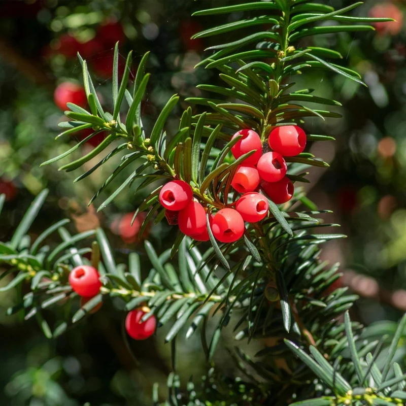 Eibe – Taxus baccata online kaufen | 6 Pflanzen für 1 m Hecke, immergrün & extrem schnittfest – Wurzelwerk Design