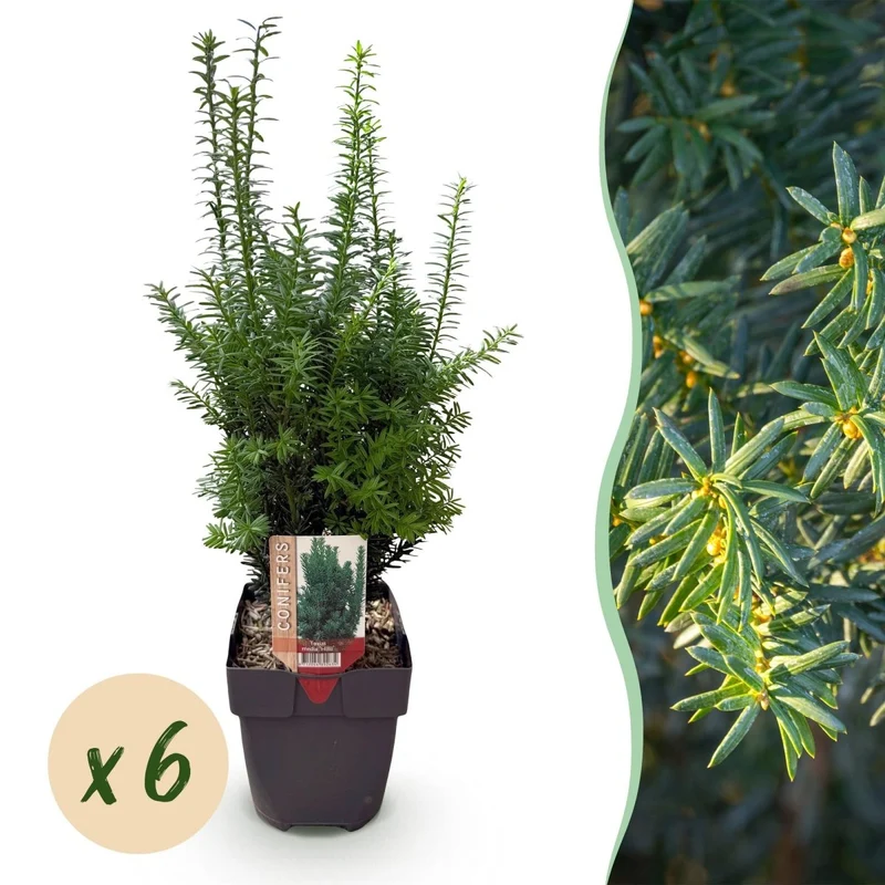 Becher-Eibe Hilii – Taxus media online kaufen | 6 Pflanzen für 1 m Hecke, immergrün & besonders frosthart – Wurzelwerk Design