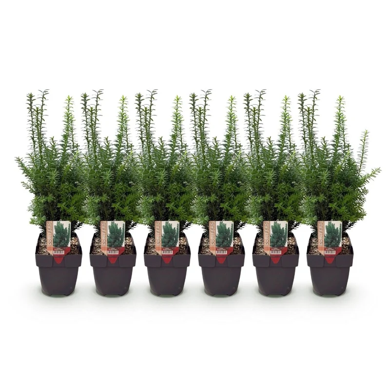 Becher-Eibe Hilii – Taxus media online kaufen | 6 Pflanzen für 1 m Hecke, immergrün & besonders frosthart – Wurzelwerk Design