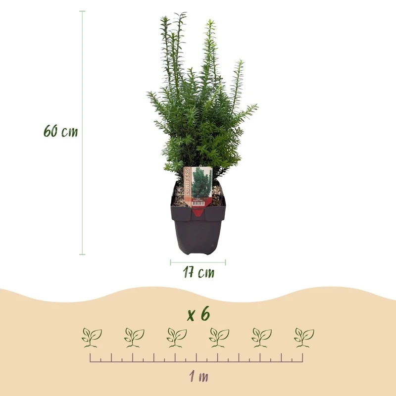 Becher-Eibe Hilii – Taxus media online kaufen | 6 Pflanzen für 1 m Hecke, immergrün & besonders frosthart – Wurzelwerk Design