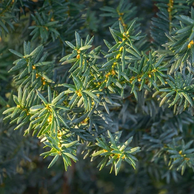Becher-Eibe Hilii – Taxus media online kaufen | 6 Pflanzen für 1 m Hecke, immergrün & besonders frosthart – Wurzelwerk Design