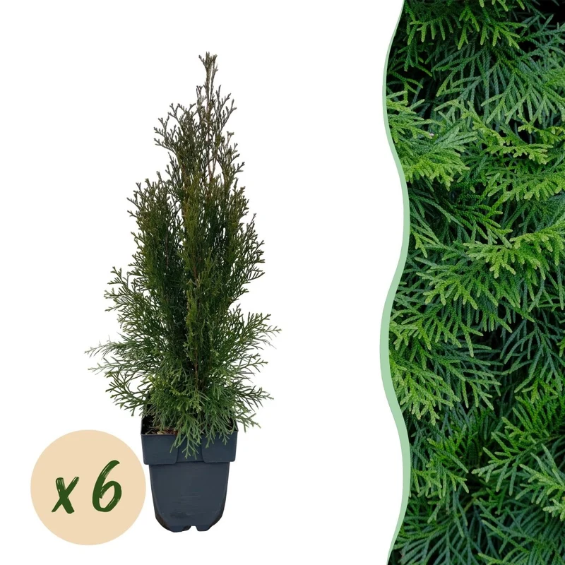 Lebensbaum Smaragd – Thuja occidentalis online kaufen | 6 Pflanzen für 1 m Hecke, immergrün & winterhart – Wurzelwerk Design