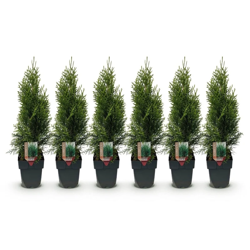 Lebensbaum Smaragd – Thuja occidentalis online kaufen | 6 Pflanzen für 1 m Hecke, immergrün & winterhart – Wurzelwerk Design