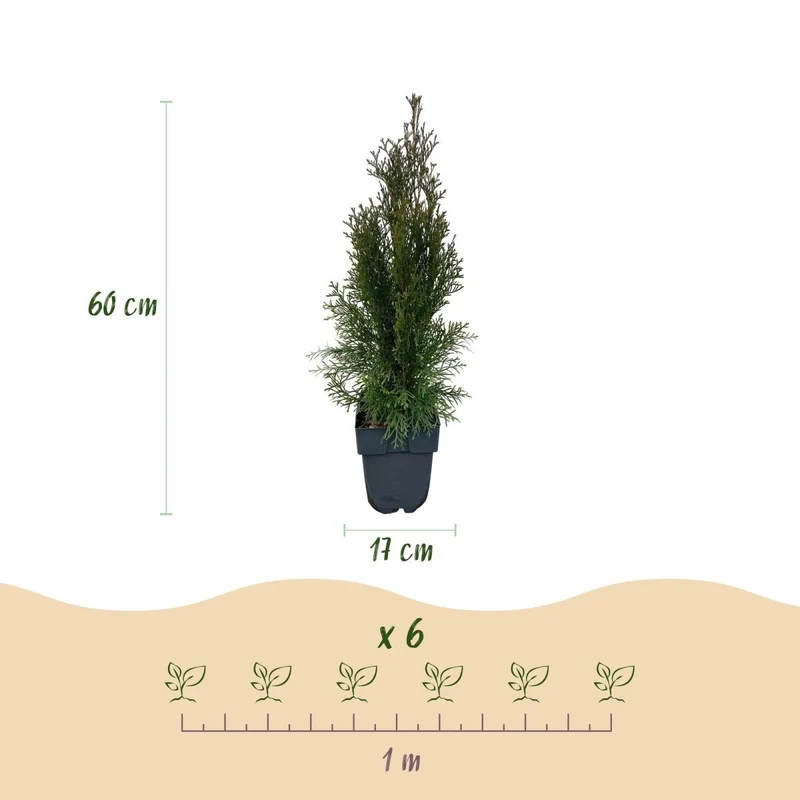 Lebensbaum Smaragd – Thuja occidentalis online kaufen | 6 Pflanzen für 1 m Hecke, immergrün & winterhart – Wurzelwerk Design