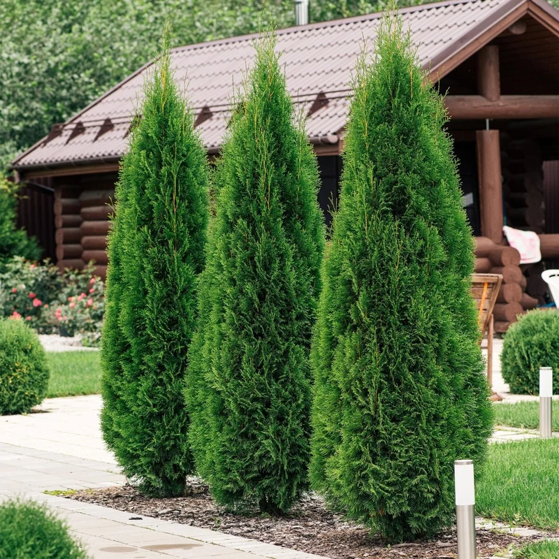 Lebensbaum Smaragd – Thuja occidentalis online kaufen | 6 Pflanzen für 1 m Hecke, immergrün & winterhart – Wurzelwerk Design
