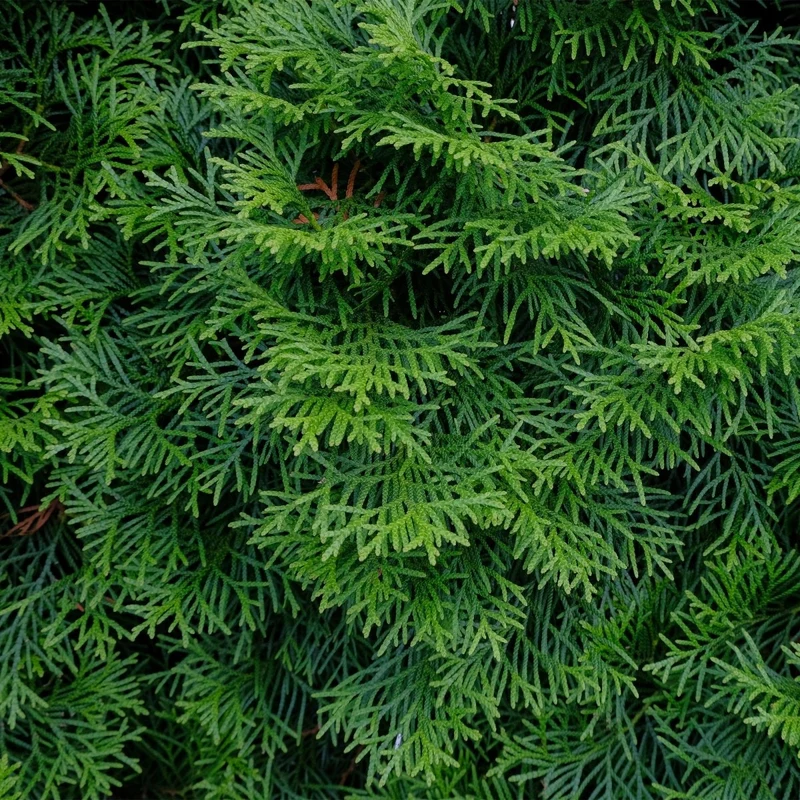 Lebensbaum Smaragd – Thuja occidentalis online kaufen | 6 Pflanzen für 1 m Hecke, immergrün & winterhart – Wurzelwerk Design