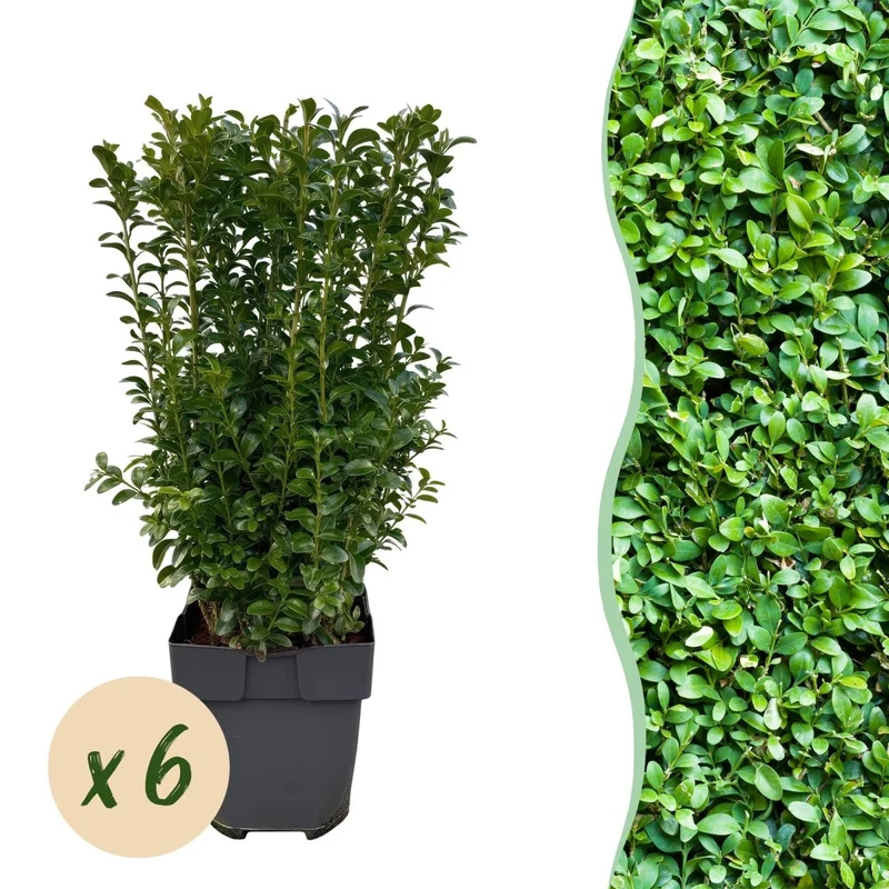 Buchsbaum – Buxus sempervirens online kaufen | 6 Pflanzen für 1 m Hecke, immergrün & formschnittfest – Wurzelwerk Design